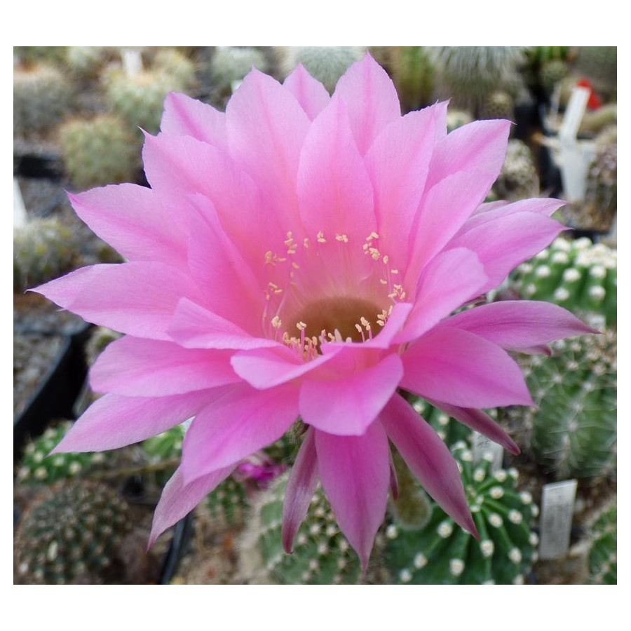 Echinopsis Hyb. Kate Walker X Stars and Stripes 183 15