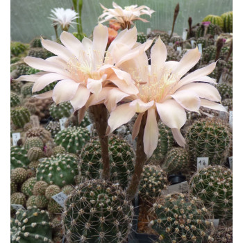 Echinopsis Hyb.Mona-Liesa 63 18