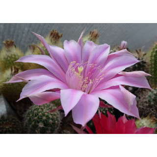 Echinopsis Hyb. Orion 7 x 10
