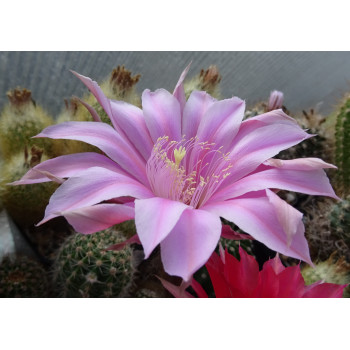 Echinopsis Hyb. Orion 7 x 10