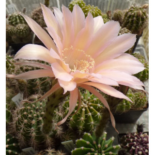 Echinopsis Hyb. 193 28