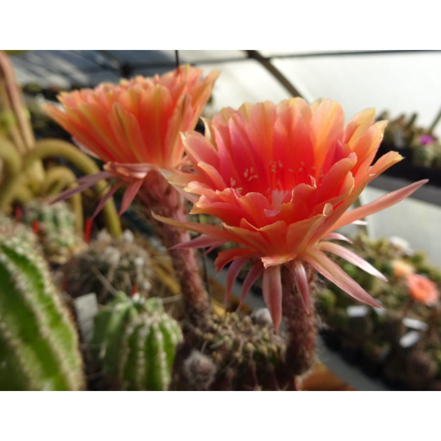 Echinopsis Hyb. , 203 29