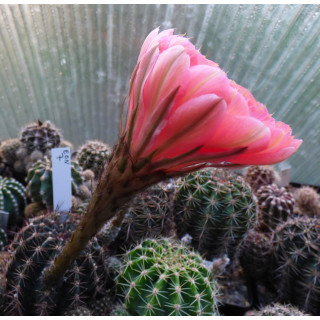 Echinopsis Hyb. Orbit 4 EON7