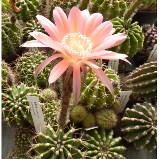 Echinopsis Hyb. Maas 100 hellkarmin, dunkel gestreift 87 3