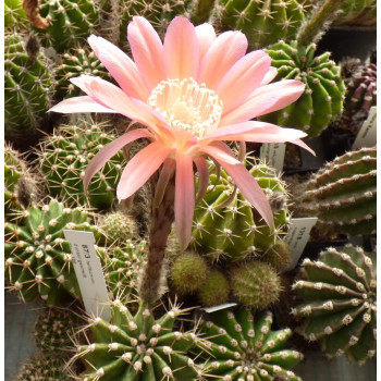 Echinopsis Hyb. Maas 100 hellkarmin, dunkel gestreift 87 3