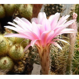 Echinopsis Hyb. GSU 019