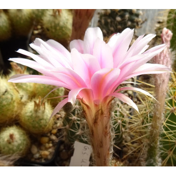 Echinopsis Hyb. GSU 019