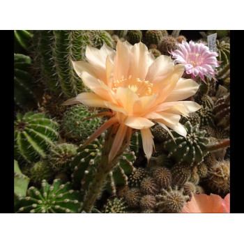 Echinopsis Hyb. Salmon Queen  177 13