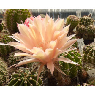 Echinopsis Hyb. Orangade 178 21