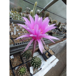 Echinopsis Hyb. kress 14 1