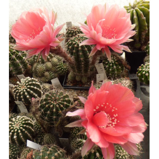 Echinopsis Hyb.Ursula 85 11