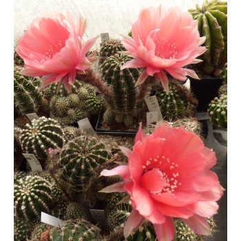 Echinopsis Hyb.Ursula 85 11