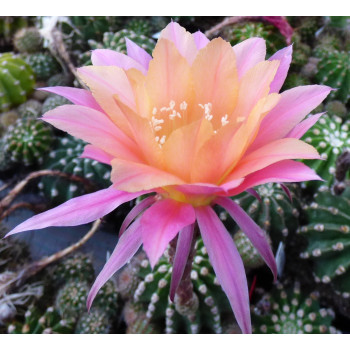 Echinopsis Hyb. 166 9a Morgenzauber