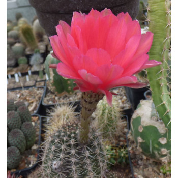 Echinopsis Hyb. Vulkan EON 6