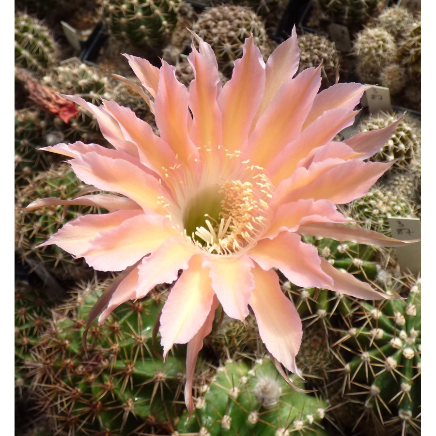 Echinopsis Hyb. Fashion , 193 28