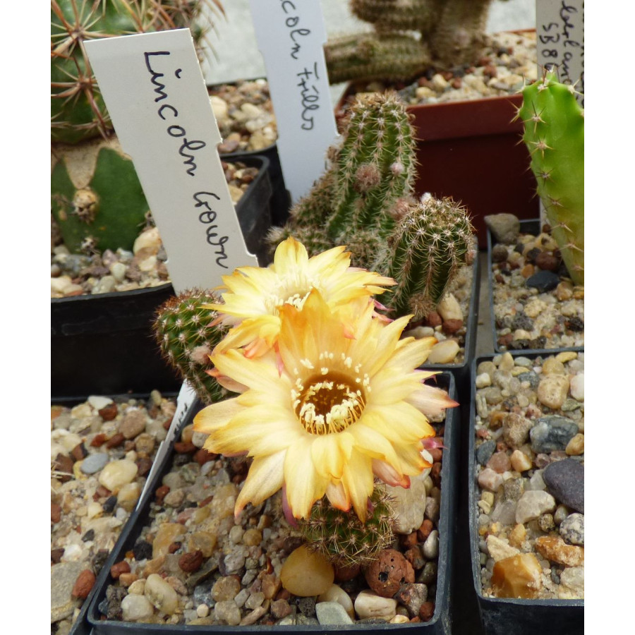 Chamaecereus Hyb. Crown