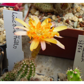 Chamaecereus Hyb. Frills
