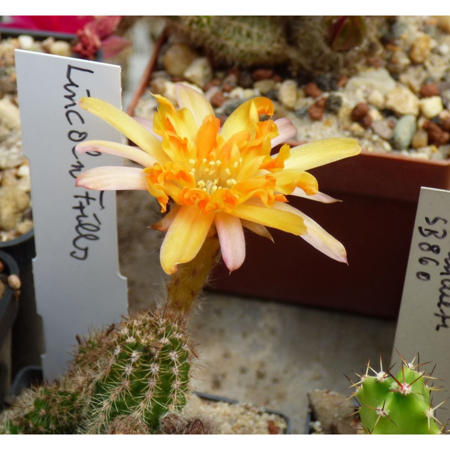 Chamaecereus Hyb. Frills