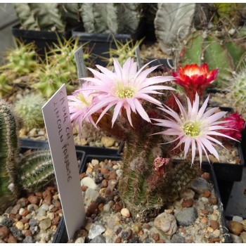 Chamaecereus Hyb. Lincoln Pradise