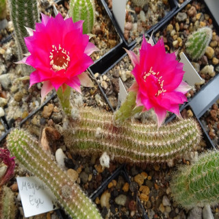 Chamaecereus Hyb. Magenta Eye