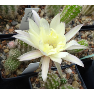 Chamaecereus Hyb. Pan 17.4.1