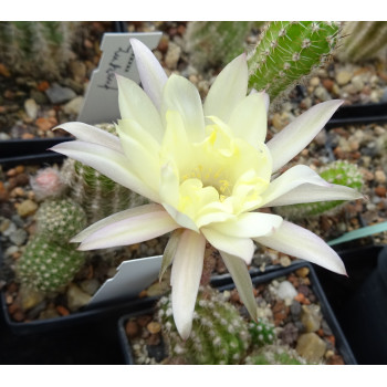 Chamaecereus Hyb. Pan 17.4.1