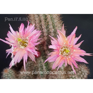 Chamaecereus Hyb. Pan 17.8.110