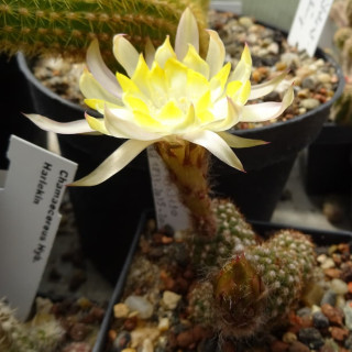 Chamaecereus Hyb. Pan 17.4.147