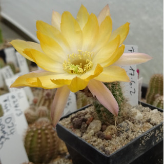 Chamaecereus Hyb. Pan 17.6.2