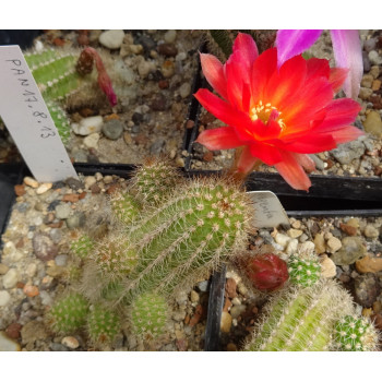 Chamaecereus Hyb. Pan 17.8.13
