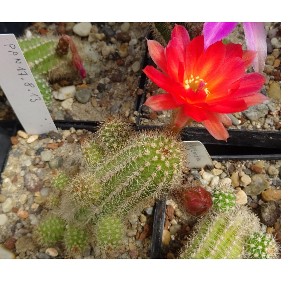 Chamaecereus Hyb. Pan 17.8.13