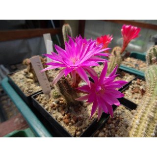 Chamaecereus Hyb. Pan 17.8.60