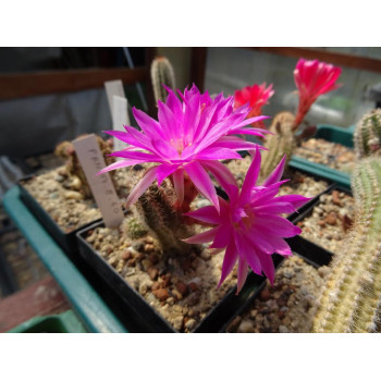Chamaecereus Hyb. Pan 17.8.60