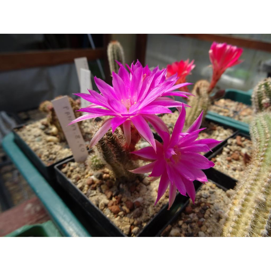 Chamaecereus Hyb. Pan 17.8.60