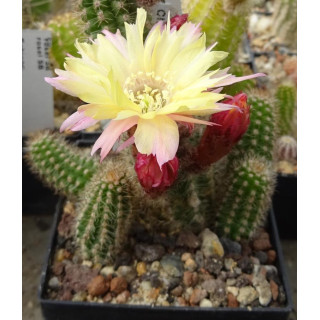 Chamaecereus Hyb. Pan 17.8.65
