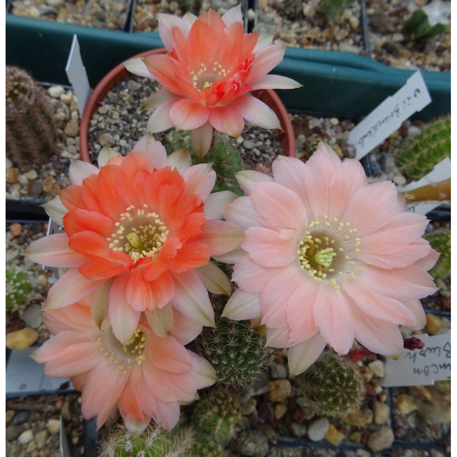 Chamaecereus Hyb. Rügens Strandfee