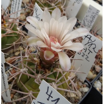 Kopie von Gymnocalycium pugionacanthum HT 622