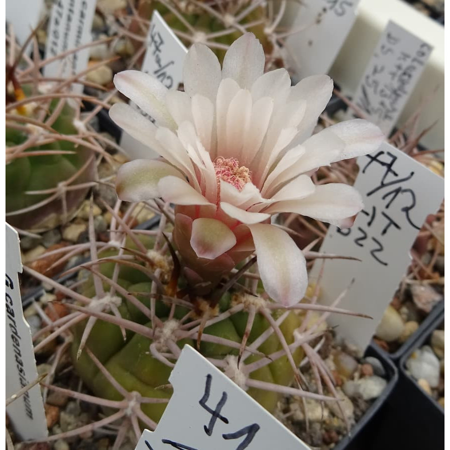 Kopie von Gymnocalycium pugionacanthum HT 622