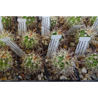 Echinocereus  coccineus v. rosei HK 1510 x neomexicanus ` violaciflorus`Naturhybride, wh