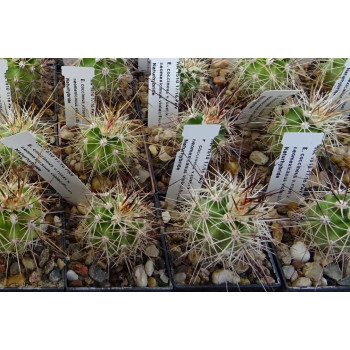 Echinocereus  coccineus v. rosei HK 1510 x neomexicanus ` violaciflorus`Naturhybride, wh