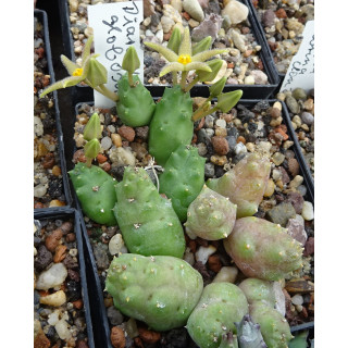 Piaranthus globosus