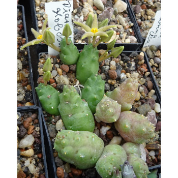 Piaranthus globosus