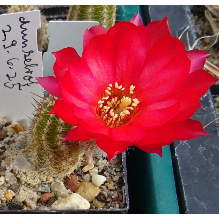 Chamaecereus Hyb. dunkelrot 29.6.25