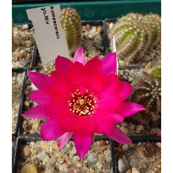 Chamaecereus  1 6 25