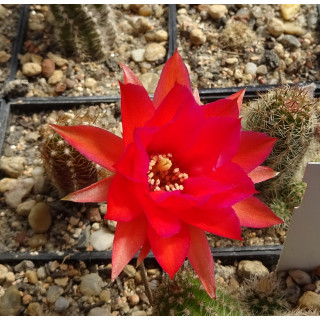 Chamaecereus  3 6 22