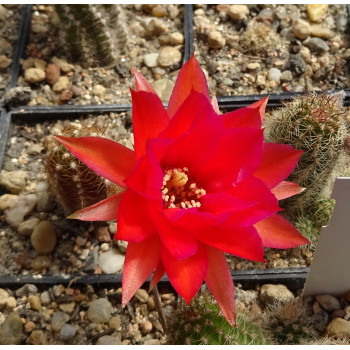 Chamaecereus  3 6 22