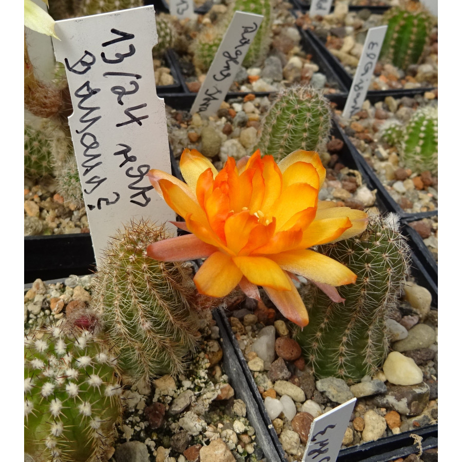 Chamaecereus  13 24 rechts Banana