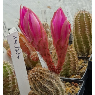 Chamaecereus  Hyb. 14 24