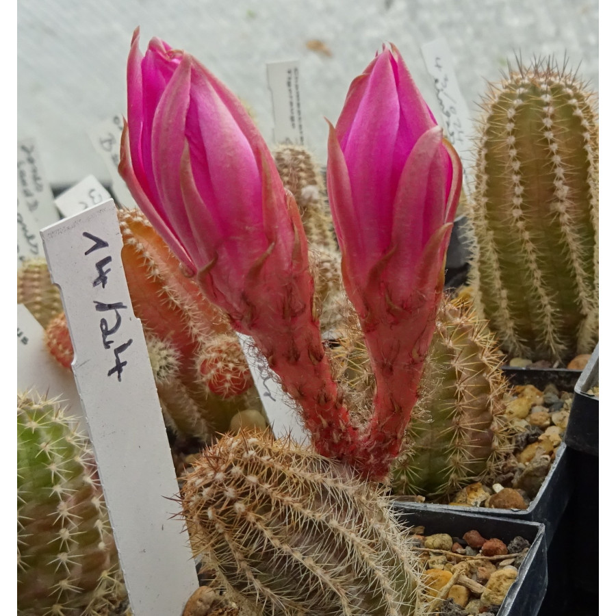 Chamaecereus  Hyb. 14 24