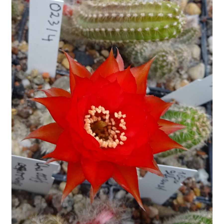 Chamaecereus  Hyb. 023 4